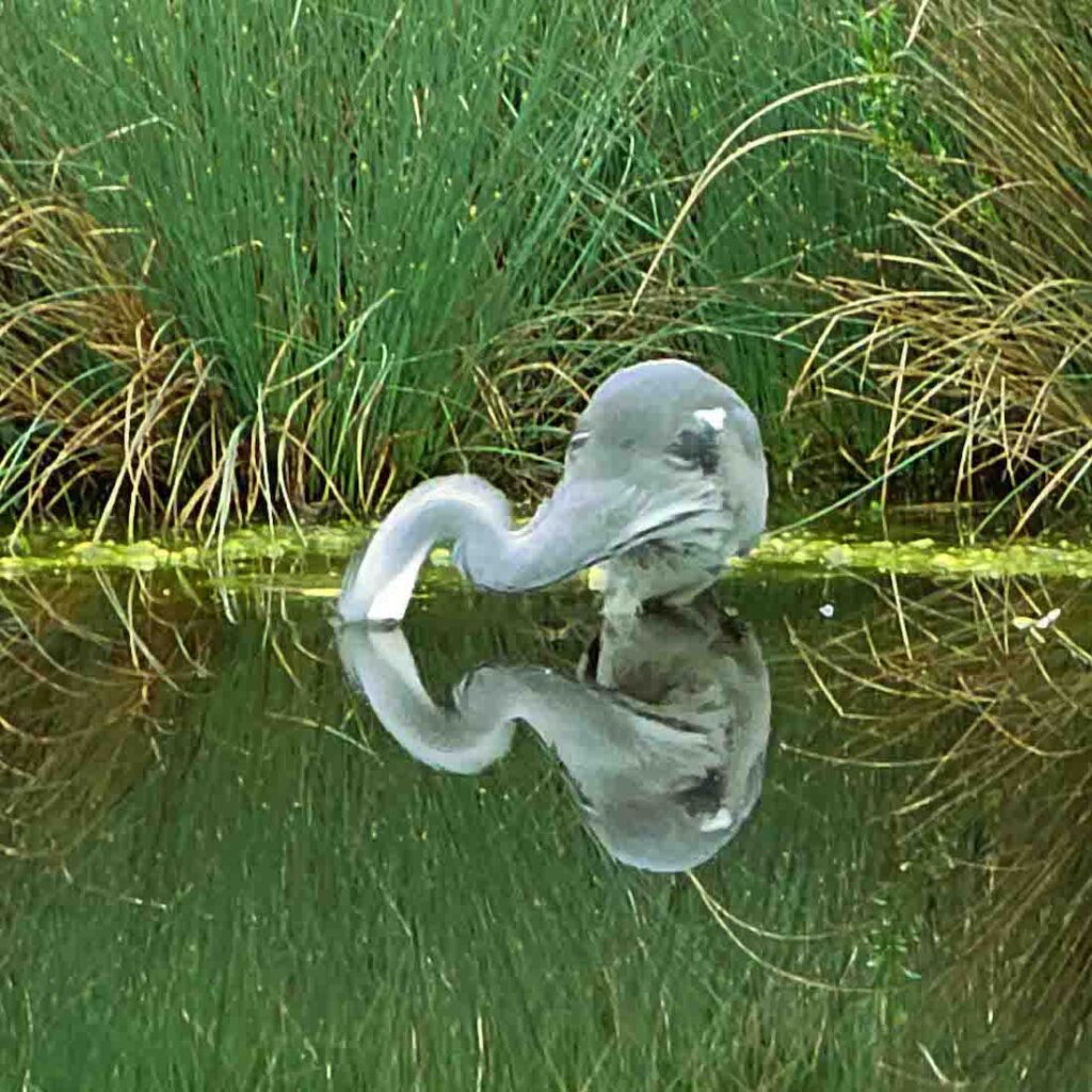Ein Reiher sucht im Wasser nach Beute